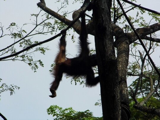 Орангутанга накачали наркотиками для вывоза с Бали. Обвиняют россиянина